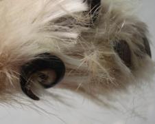 AmazingDogs - Hondentrimsalon - Honden- en kattentrimster